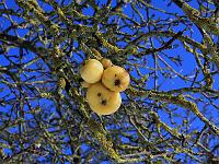 Pflanzen 90  Ein vergessener Winterapfel am 20.12.2009.