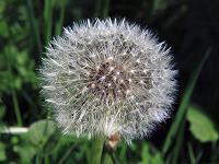 Pflanzen 94  Sie fliegen ...... Pusteblume im Lenninger Tal am 23.05.2010.