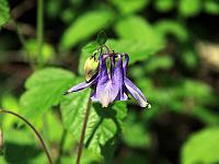 Pflanzen 95  Gemeine Akelei - Aquilegia vulgaris -  im Lenninger Tal am 23.05.2010.