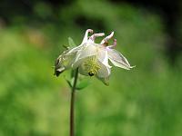 Pflanzen 96  Gemeine Akelei - Aquilegia fragrans - im Lenninger Tal am 23.10.2010.