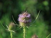 Pflanzen 99  Eine Wilde Karde - Dipsacus fullonum -  im Hungerbrunnental am 05.09.2010.