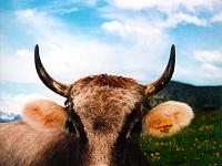 Tiere 01  Eine gl&uuml;ckliche Kuh in den H&ouml;hen des Allg&auml;us in der N&auml;he der Biberacher H&uuml;tte.