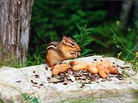 Tiere 02  Streifenh&ouml;rnchen, Backenh&ouml;rnchen oder Chipmunks (Tamias) in Sauble Beach, Canada 1993.