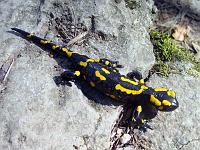 Tiere 04  Feuersalamander auf der Schw&auml;bischen Alb bei Geislingen an der Steige.