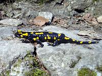 Tiere 05  Feuersalamander auf der Schw&auml;bischen Alb bei Geislingen an der Steige.