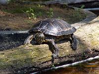 Tiere