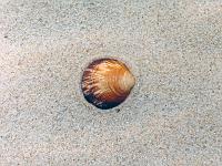 Tiere 17  Muschel im Sand der Costa de Prata Zwischen Lissabon und Porto.