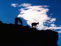 Tiere 20  Steinb&ouml;cke in der fr&uuml;hen Morgensonne am Gornergrath, Zermatt Schweiz 1998.