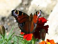 Tiere 22  Tagpfauenauge (Inachis io).