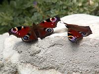 Tiere 23  Tagpfauenauge (Inachis io).