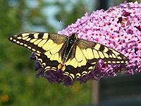 Tiere 24  Schwalbenschwanz (Papilio machaon).