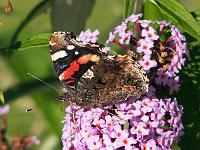 Tiere 25  Admiral (Vanessa atalanta).