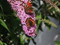 Tiere 32  Kleiner Fuchs und Tagpfauenauge geben sich ein Stelldichein auf einer Buddleja in unserem Garten am 20.08.2010.