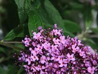 Tiere 33  Honigbiene auf einer Buddleja in unserem Garten am 20.08.2010.