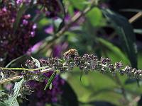 Tiere 34  Eine Wanze auf einer Buddleja in unserem Garten am 20.08.2010.