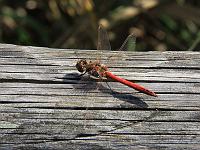 Tiere 37  Heidelibelle - Sympetrum flaveolum - am Feedersee bei Bad Buchau am 19.09.2010.