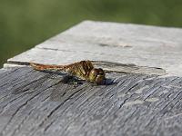 Tiere 38  Heidelibelle - Sympetrum flaveolum - am Feedersee bei Bad Buchau am 19.09.2010.