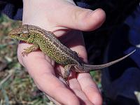 Tiere 40  Eine Eidechse im Hungerbrunnental am 20.03.2011. Ein Sprung, ein Schrei und meine Tochter Daniela hatte mit einem riesen Satz diese sch&ouml;ne Eidechse in ihrer Hand.... Ich war beeindruckt!