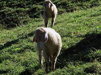 Tiere 51  L&auml;mmchen auf dem H&uuml;ndle am 04.10.2009.