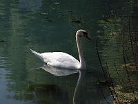 Tiere 56  Ein Schwan auf dem Itzelberger See bei Schnaidtheim am 24.04.2011. : AllgauerBerghof, Urlaub