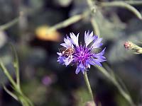 Tiere 59  Eine Biene besucht eine echte Kornblume am Wegesrand am Hochberg bei Lauterach, 27.05.2012.
