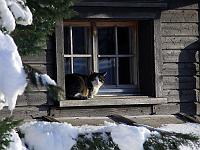 Tiere 66  Gesehen auf einer H&uuml;tte in der Schweiz bei Degersheim am 12.01.2013.