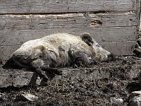 Tiere 70  Ohne Worte .... Eselsburger Tal am 14.04.2013.