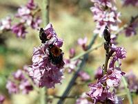 Tiere 71  Eine Hummel auf dem ersten Seidelbast in diesem Jahr, entdeckt am 14.04.2013 im Eselsbruger Tal.