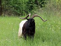 Tiere 75  Blackneck-Ziege auf der Ostalb am 30.05.2013.