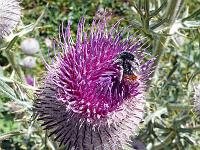 Tiere 77  Hummel an Distel in Fiss am 04.08.2013.