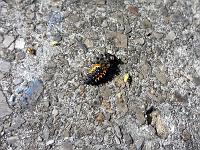 Tiere 79  Kein Monster oder Alien, ledigliche die Larve eines Marienk&auml;fer mitten in Ulm am 29.09.2013.