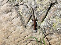 Tiere 80  Mauereidechse in den Weinbergen bei Flein am 30.03.2014.