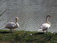 Tiere 81  Schwanen Zweisamkeit am Fleiner See, 30.03.2014.