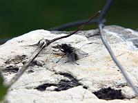 Tiere 83  Muck die Stubenfliege in Prabione am Gardesee, 13.04.2014.