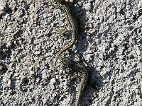 Tiere 84  Abgeschleppt ... Prabione am Gardasee am 13.04.2014.
