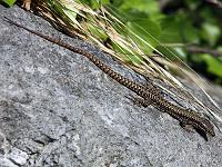 Tiere 85  Mauereidechse auf dem Weg von Prabione nach Campione am 14.04.2014.