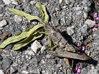 Tiere 86  Heuschrecken im Liebestaumel in Limone am Gardasee, 15.04.2014.