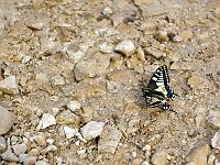 Tiere 88  Schwalbenschwanz an einer Pf&uuml;tze in einem Seitental bei Gerstetten am 20.05.2014.