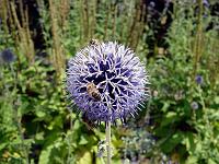 Tiere 90  Insekten auf einer Distel, Landesgartenschau Schw&auml;bisch Gm&uuml;nd am 05.07.2014.