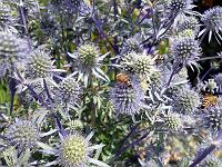Tiere 91  Insekten auf einer Distel, Landesgartenschau Schw&auml;bisch Gm&uuml;nd am 05.07.2014.
