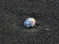 Tiere 94  Muschel am Strand des Union Lido in Italien am 12.08.2014.