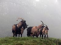 Tiere 96  Ziegen im Fort oberer Eselsberg in der Bundesfestung Ulm am 04.10.2014 mitten im Nebel.