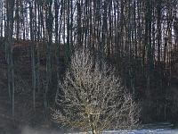 Wasser 20  Die Lauter tritt &uuml;ber die Ufer und verzaubert das gro&szlig;e Lautertal bei Erbstetten am 17.01.2011 in eine bizzare Landschaft und in ein Spiel aus Licht und Schatten. : Hochwasser