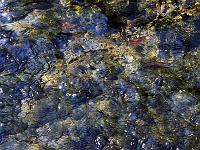 Wasser 39  Wasser in Fluss am 24.09.2011 auf der Schw&auml;bischen Alb
