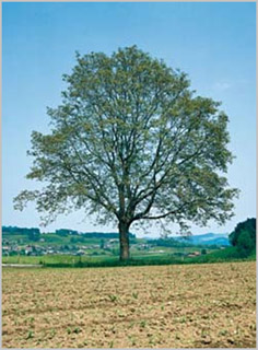Frühling