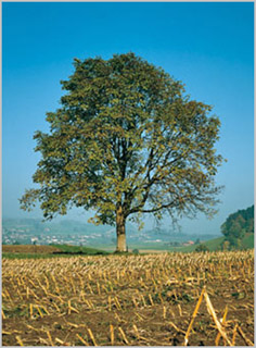 Herbst